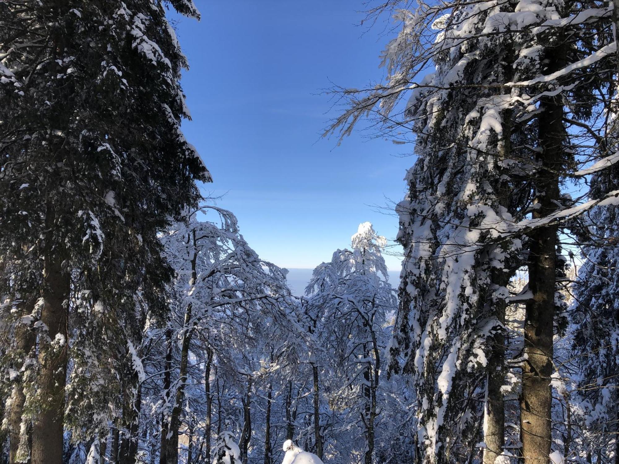 Schwarzwaldhimmel Villa Feldberg  Exterior foto